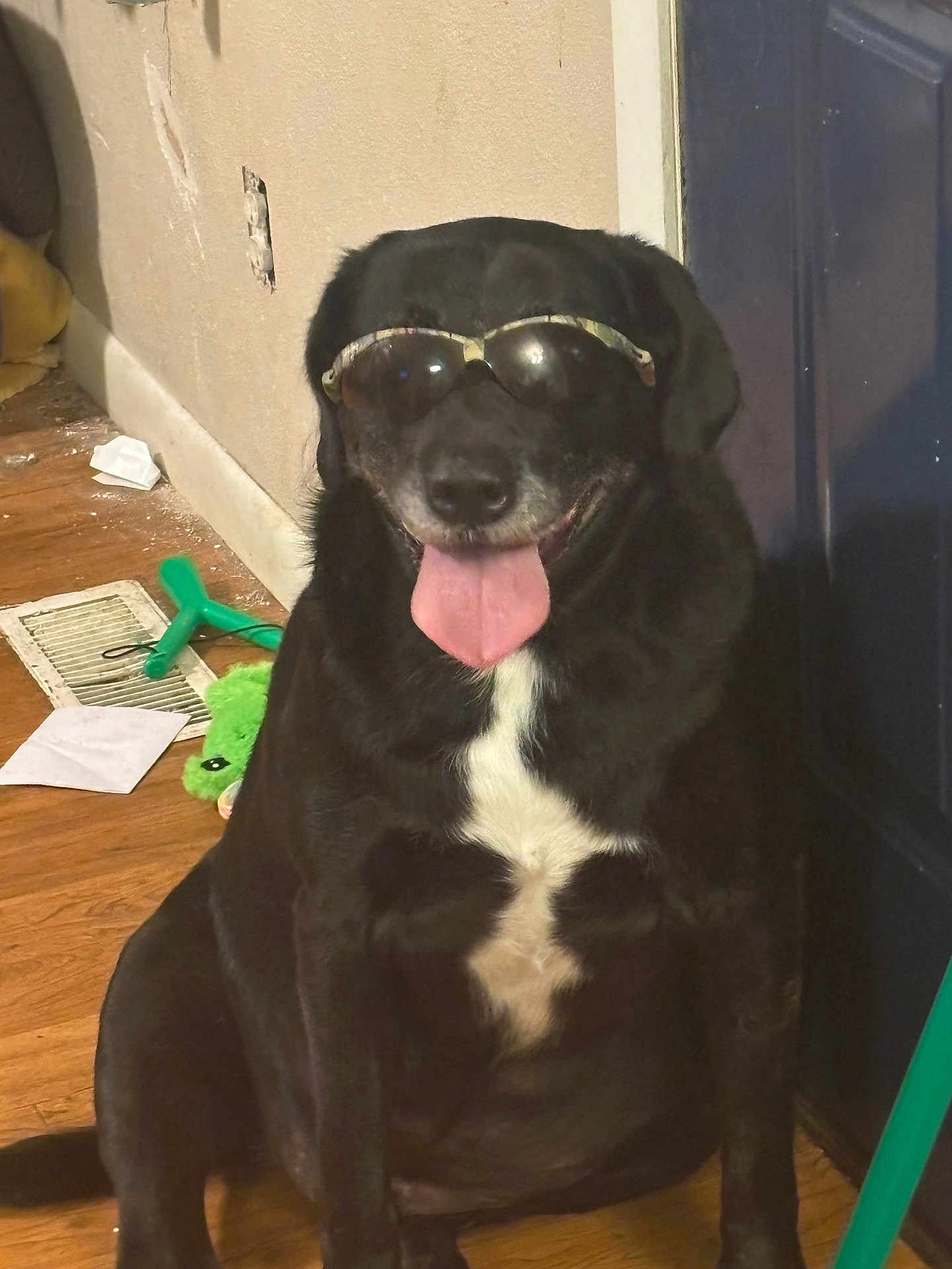 Titus is registered to the contest to win money with this photo: dog, black_dog, indoor, sunglasses, tongue_out, happy, pet, wooden_floor, white_patch, toy, vent, wall, door, household_items, panting, sitting, fur, canine, domestic_animal, companion