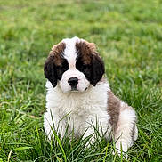 Freya participe au concours pour gagner de l'argent avec cette photo : adorable, animal, canine, closeup, cute, dog, field, fluffy, fur, grass, green, nature, outdoor, pet, portrait, puppy, saint_bernard, sitting, young, young_animal