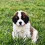 adorable, animal, canine, closeup, cute, dog, field, fluffy, fur, grass, green, nature, outdoor, pet, portrait, puppy, saint_bernard, sitting, young, young_animal