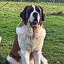 Freya a rejoint le concours — aidez-le/la à gagner de superbes lots ! animal, brown, calm, canine, companion, dog, fence, field, fur, grass, large_dog, mammal, nature, outdoor, pet, portrait, relaxed, saint_bernard, sitting, white