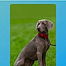 animal, archive, canine, dog, facebook, floppy_ears, french_text, grass, gray_dog, green_background, leash, notification, outdoor, pet, portrait, red_collar, short_hair, sitting, smartphone_screenshot, weimaraner