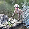dog, water, stream, tree_stump, moss, nature, outdoor, animal, canine, collar, standing, river, reflection, greenery, paw, snout, ears, tail, wet, daylight