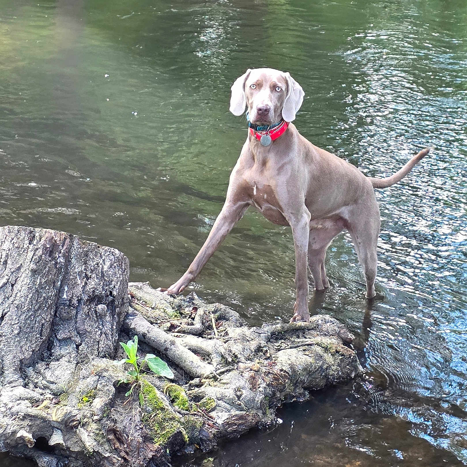 Abbie a rejoint le concours — aidez-le/la à gagner de superbes lots ! dog, water, stream, tree_stump, moss, nature, outdoor, animal, canine, collar, standing, river, reflection, greenery, paw, snout, ears, tail, wet, daylight