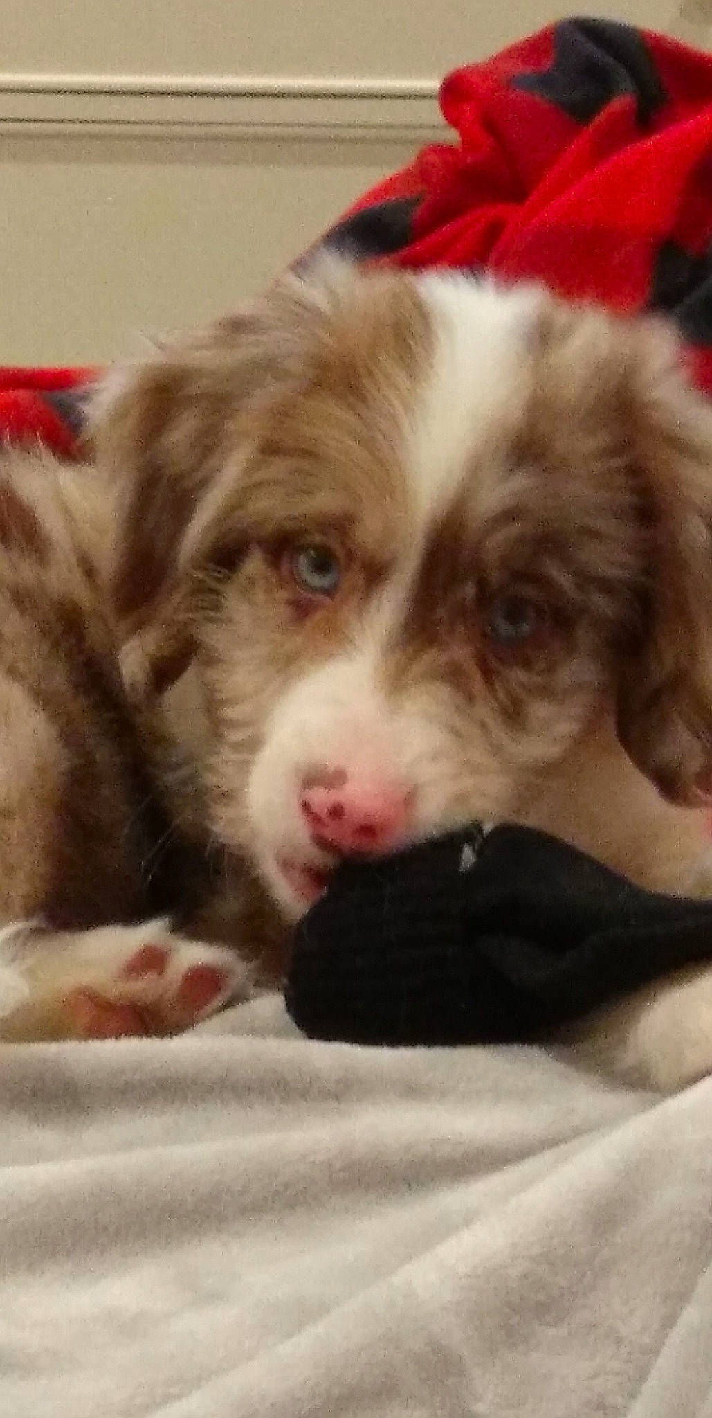 Harlo is registered to the contest to win money with this photo: bored, canidae, carnivore, companion_dog, dog, dog_breed, fur, liver, paw, puppy_love, snout, spaniel, terrestrial_animal, toy_dog, whiskers, working_animal