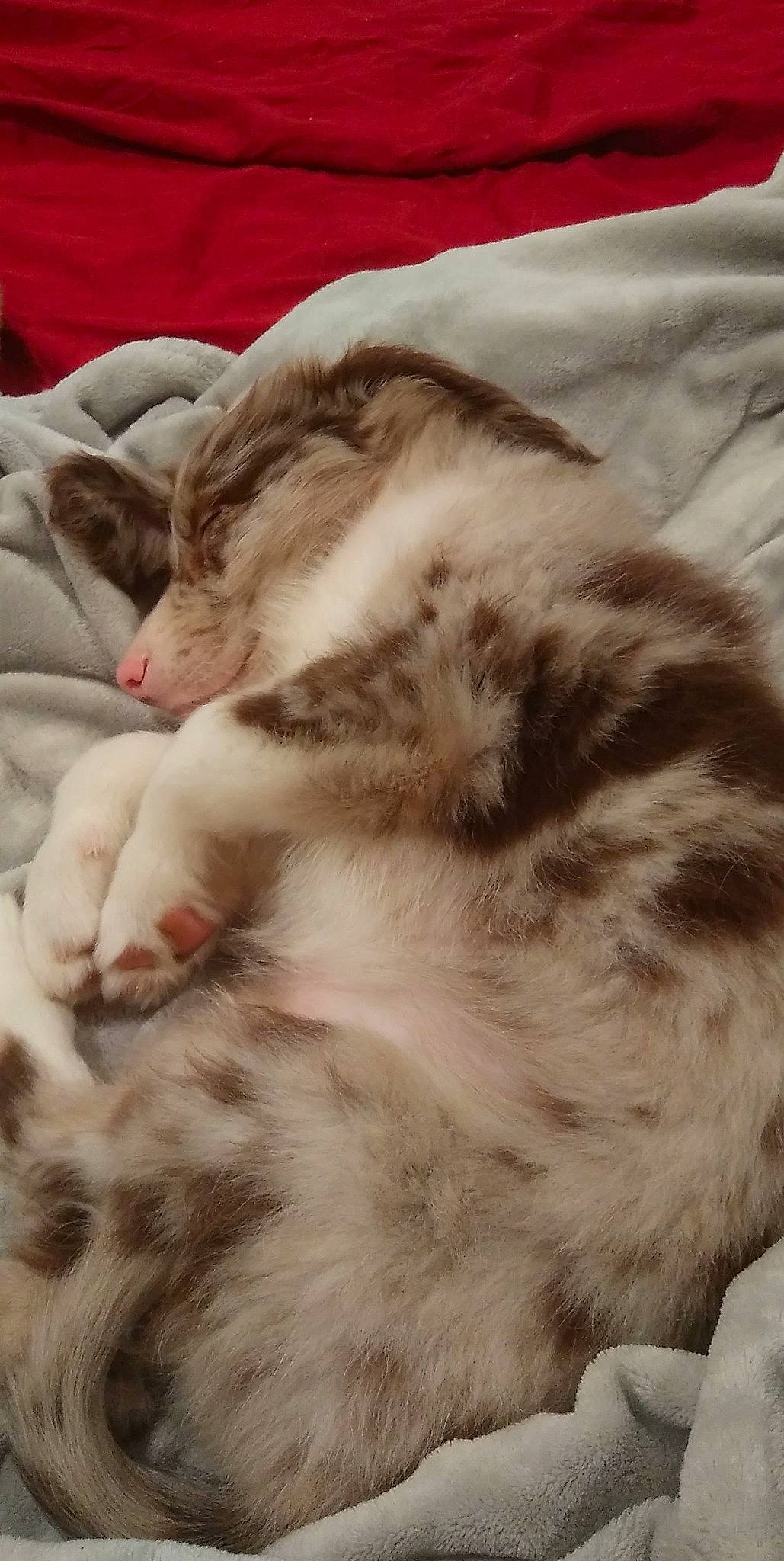 Harlo is registered to the contest to win money with this photo: carnivore, cat, claw, comfort, domestic_short_haired_cat, fawn, felidae, fur, nap, paw, sleep, small_to_medium_sized_cats, snout, tail, terrestrial_animal, whiskers