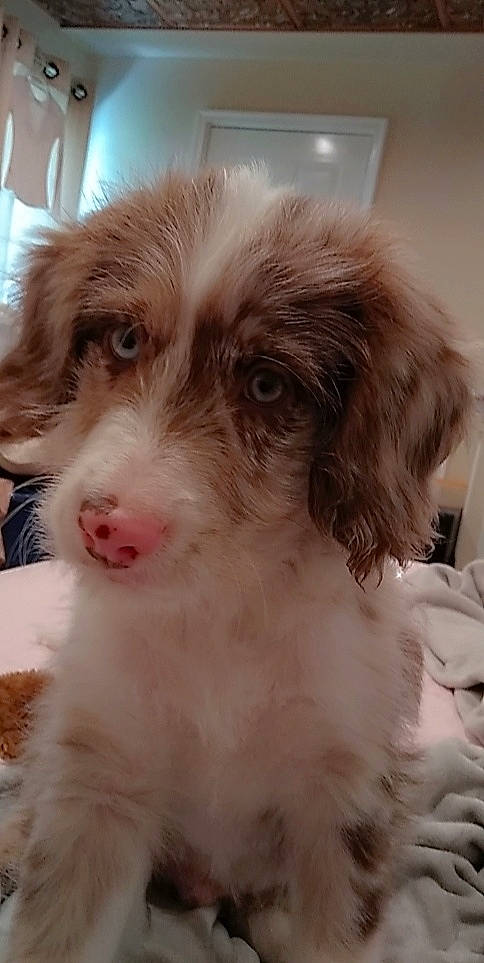 Harlo joined the competition — help win amazing prizes! bored, canidae, carnivore, companion_dog, dog, dog_breed, ear, fur, liver, maltepoo, puppy, snout, sporting_group, terrestrial_animal, toy_dog, water_dog, whiskers, working_animal