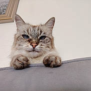 Lola participe au concours pour gagner de l'argent avec cette photo : cat, fluffy, blue_eyes, paws, peeking, grey_surface, indoor, minimalist, portrait, pet, feline, curious, whiskers, close_up, animal, domestic_animal, face, soft_fur, household, cute