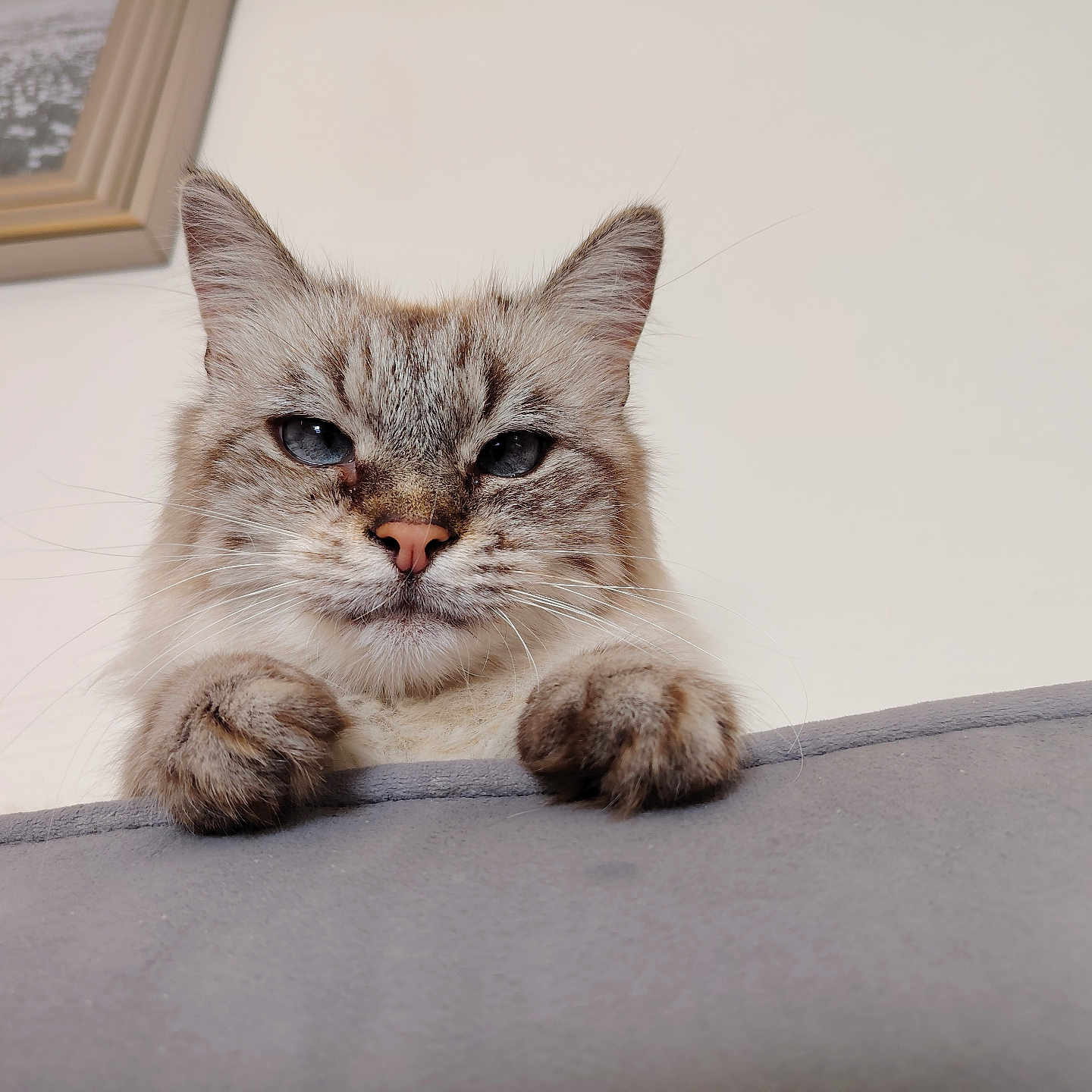 Lola participe au concours pour gagner de l'argent avec cette photo : animal, blue_eyes, cat, close_up, curious, cute, domestic_animal, face, feline, fluffy, grey_surface, household, indoor, minimalist, paws, peeking, pet, portrait, soft_fur, whiskers
