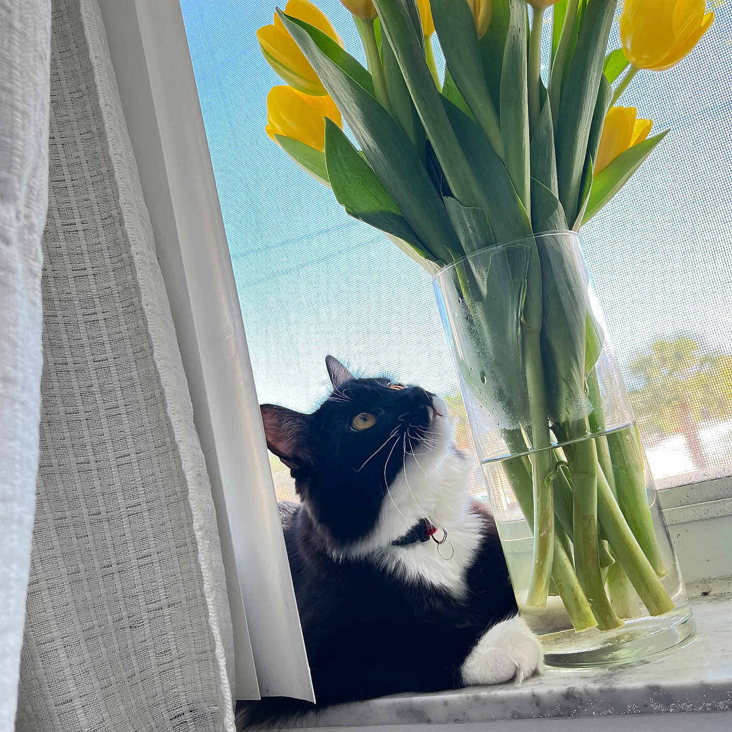 Bella