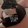 Bella is registered to the contest to win money with this photo: cat, tuxedo_cat, pet, indoor, pink_chair, whiskers, fur, animal, feline, alert, mouth_open, claws, collar, domestic_cat, resting, cute, household, closeup, chair, door