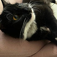 Bella is registered to the contest to win money with this photo: cat, tuxedo_cat, black_and_white, whiskers, close_up, pet, animal, fur, eyes, cushion, pink, indoor, resting, cute, feline, mammal, domestic_animal, relaxed, curious, soft