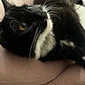 cat, tuxedo_cat, black_and_white, whiskers, close_up, pet, animal, fur, eyes, cushion, pink, indoor, resting, cute, feline, mammal, domestic_animal, relaxed, curious, soft