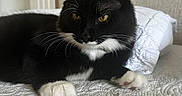 Bella is registered to the contest to win money with this photo: cat, tuxedo_cat, black_and_white, pet, indoor, bed, white_bedspread, whiskers, feline, animal, cute, relaxed, paw, ears, fur, domestic_cat, portrait, resting, golden_eyes, closeup