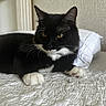 cat, tuxedo_cat, black_and_white, pet, indoor, bed, white_bedspread, whiskers, feline, animal, cute, relaxed, paw, ears, fur, domestic_cat, portrait, resting, golden_eyes, closeup