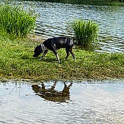 Lizzy participe au concours pour gagner de l'argent avec cette photo : animal, bird, boat, canine, canoe, dog, field, grass, grassland, lake, land, nature, outdoors, pet, plant, pointer, pond, tree, vegetation, water