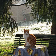 Bébé-titi a rejoint le concours — aidez-le/la à gagner de superbes lots ! cat, grass, house, mammal, morning, plant, small_to_medium_sized_cats, sunlight, tree, vertebrate, window, woody_plant