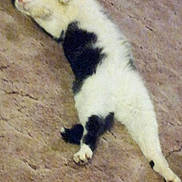 Raz is registered to the contest to win money with this photo: cat, black_and_white, lying_down, carpet, relaxed, pet, animal, fur, indoor, resting, cute, sleepy, domestic_cat, whiskers, paws, feline, stretched_out, cozy, home, mammal