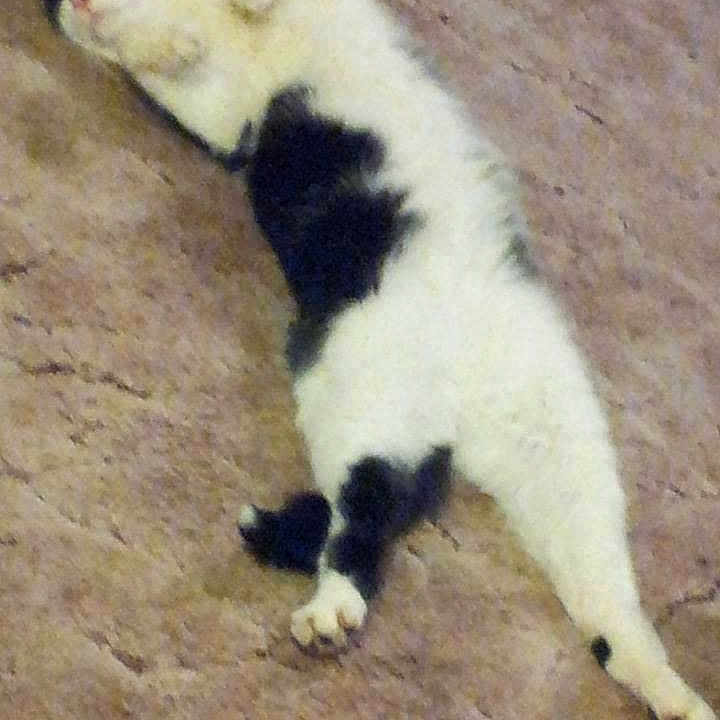 Raz is registered to the contest to win money with this photo: animal, black_and_white, carpet, cat, cozy, cute, domestic_cat, feline, fur, home, indoor, lying_down, mammal, paws, pet, relaxed, resting, sleepy, stretched_out, whiskers