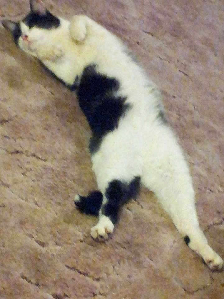 Raz is registered to the contest to win money with this photo: cat, black_and_white, lying_down, carpet, relaxed, pet, animal, fur, indoor, resting, cute, sleepy, domestic_cat, whiskers, paws, feline, stretched_out, cozy, home, mammal