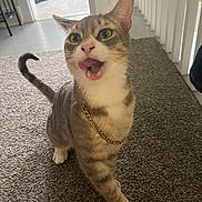 Jerry joined the competition — help win amazing prizes! cat, tabby, gold_chain, carpet, indoor, pet, playful, walking, mouth_open, tongue_out, whiskers, feline, striped, curious, animal, cute, domestic_cat, house, floor, expression
