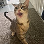 cat, tabby, gold_chain, carpet, indoor, pet, playful, walking, mouth_open, tongue_out, whiskers, feline, striped, curious, animal, cute, domestic_cat, house, floor, expression