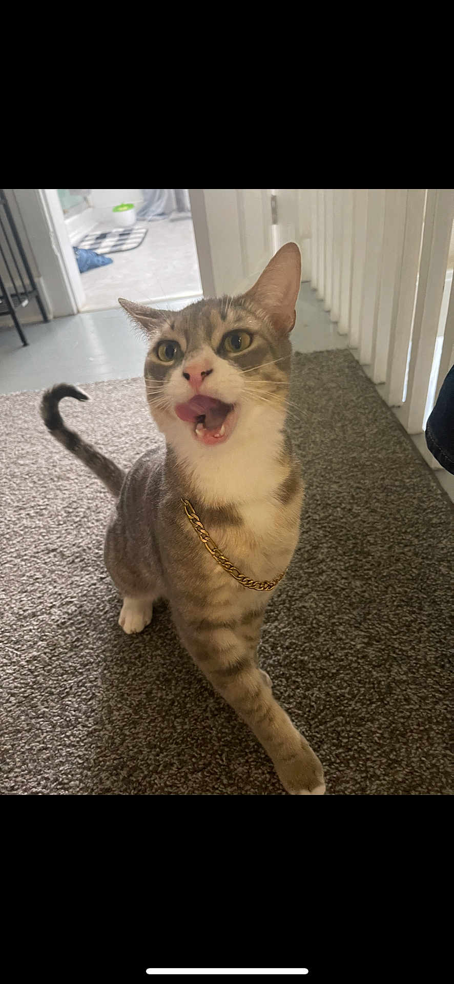 Jerry joined the competition — help win amazing prizes! cat, tabby, gold_chain, carpet, indoor, pet, playful, walking, mouth_open, tongue_out, whiskers, feline, striped, curious, animal, cute, domestic_cat, house, floor, expression
