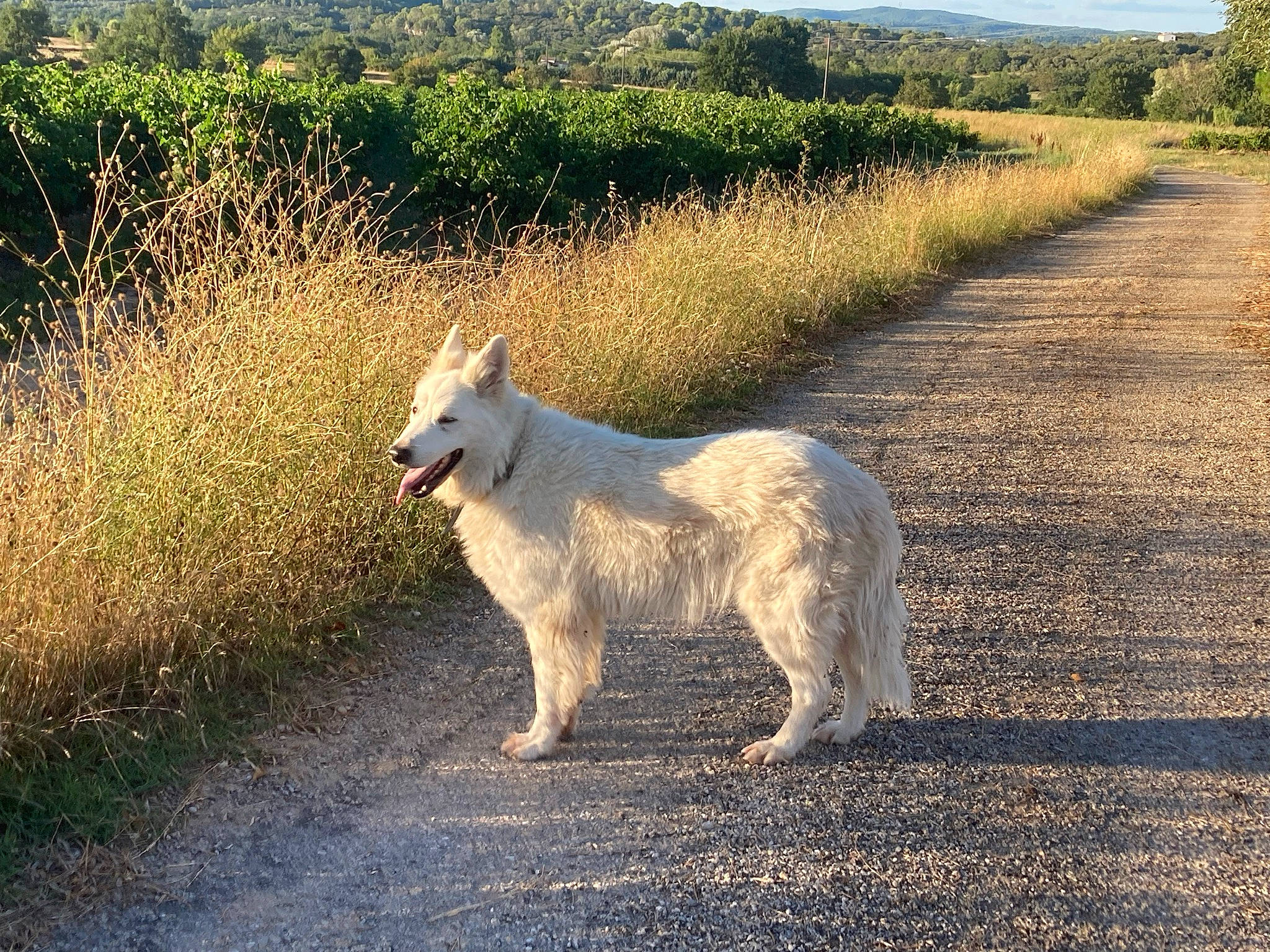 Hanoï a rejoint le concours — aidez-le/la à gagner de superbes lots ! canidae, carnivore, companion_dog, dog, dog_breed, field, grass, grassland, horizon, landscape, natural_landscape, plant, shadow, sky, soil, sporting_group, tail, terrestrial_animal, tree, working_animal