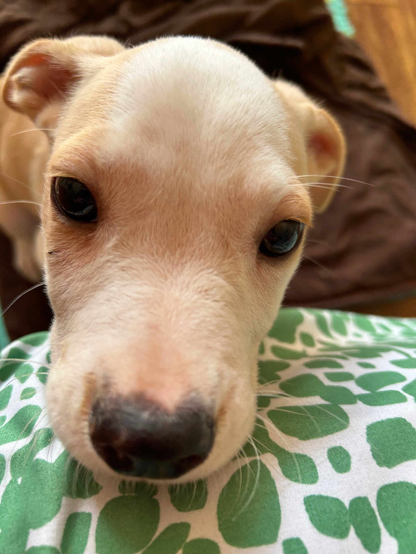 Marshall joined the competition — help win amazing prizes! puppy, dog, close_up, face, nose, eyes, fur, pet, animal, cute, indoor, pattern, green, white, soft_focus, portrait, young, domestic_animal, whiskers, curious