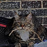 animal, brick_wall, cat, closeup, cute, dried_stem, fluffy, fur, mat, nature, outdoor, paws, pet, plant, portrait, relaxed, resting, tabby, whiskers, yellow_eyes