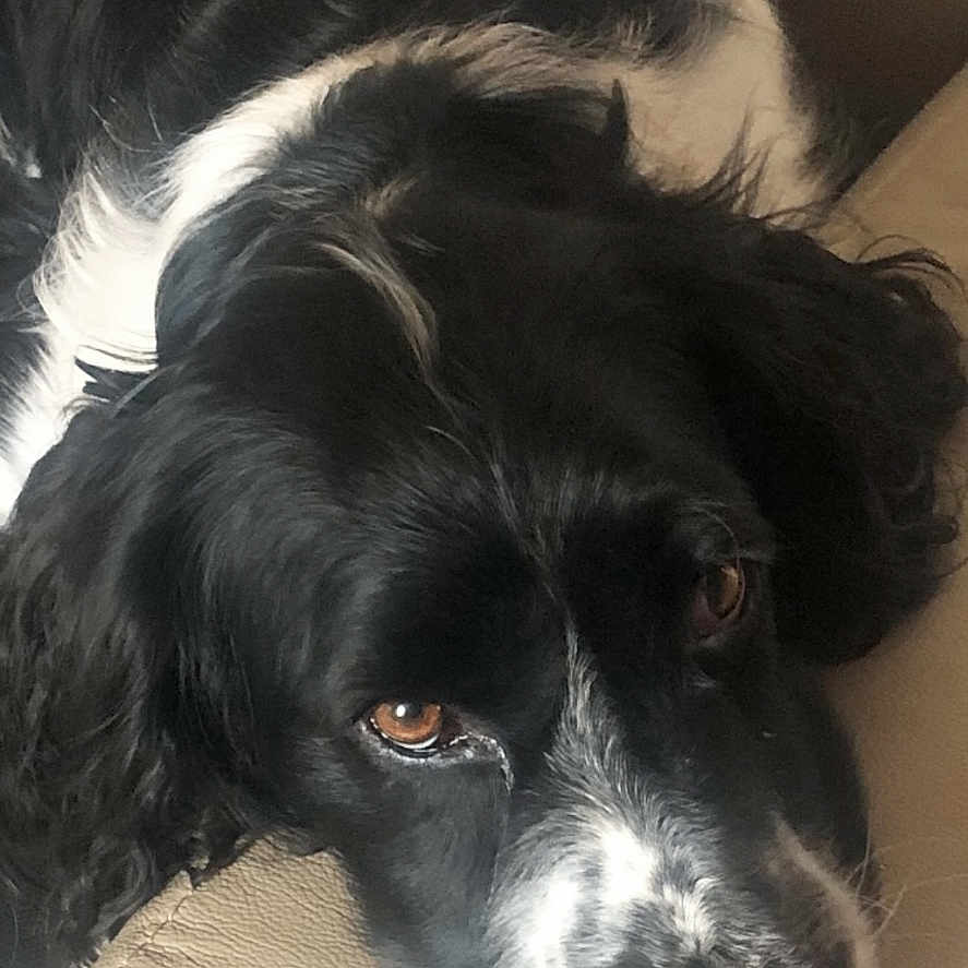 Roxy