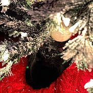 Piper joined the competition — help win amazing prizes! black_cat, cat, christmas_tree, holiday, decorations, red_tree_skirt, knitted_fabric, lights, snow_effect, indoor, pet, animal, festive, curious, feline, closeup, greenery, ornament, cozy, winter