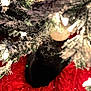 black_cat, cat, christmas_tree, holiday, decorations, red_tree_skirt, knitted_fabric, lights, snow_effect, indoor, pet, animal, festive, curious, feline, closeup, greenery, ornament, cozy, winter
