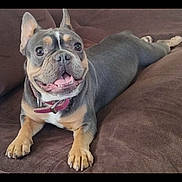 Coco joined the competition — help win amazing prizes! dog, french_bulldog, canine, pet, smiling, lying_down, brown_couch, indoor, domestic_animal, short_hair, ears_up, collar, happy, tongue_out, front_paws, cute, companion, resting, looking_at_camera, animal