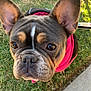 Coco is registered to the contest to win money with this photo: dog, french_bulldog, close_up, pet, canine, outdoor, grass, sidewalk, jacket, pink, black, ears, face, eyes, nose, fur, animal, cute, looking_up, leash