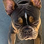 Coco joined the competition — help win amazing prizes! dog, french_bulldog, pet, animal, close_up, ears, paws, lying_down, concrete_floor, wrinkles, brown, black, tan, cute, face, snout, adorable, domestic_animal, canine, portrait