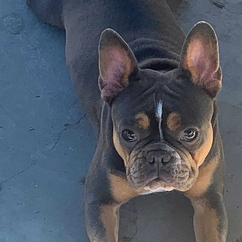 Coco joined the competition — help win amazing prizes! animal, black, brown, canine, concrete_floor, cute, dog, domestic_animal, ears, expressive_eyes, face, french_bulldog, looking_at_camera, lying_down, outdoor, paws, pet, resting, short_hair, tan