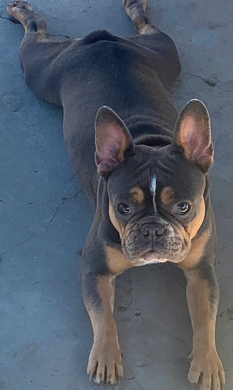 Coco joined the competition — help win amazing prizes! dog, french_bulldog, pet, animal, cute, ears, face, expressive_eyes, lying_down, concrete_floor, paws, brown, black, tan, short_hair, domestic_animal, outdoor, resting, looking_at_camera, canine