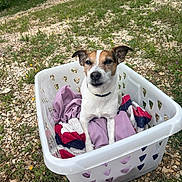 Leky a rejoint le concours — aidez-le/la à gagner de superbes lots ! dog, jack_russell, small_dog, pet, animal, sitting, laundry_basket, clothes, outdoor, garden, grass, gravel, wildflowers, portrait, looking_at_camera, brown_and_white, collar, ears, funny, daylight