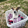 dog, jack_russell, small_dog, pet, animal, sitting, laundry_basket, clothes, outdoor, garden, grass, gravel, wildflowers, portrait, looking_at_camera, brown_and_white, collar, ears, funny, daylight