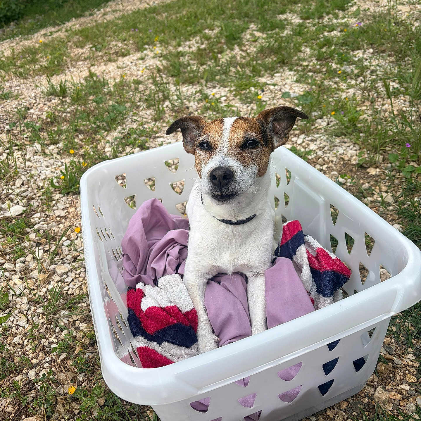 Leky a rejoint le concours — aidez-le/la à gagner de superbes lots ! dog, jack_russell, small_dog, pet, animal, sitting, laundry_basket, clothes, outdoor, garden, grass, gravel, wildflowers, portrait, looking_at_camera, brown_and_white, collar, ears, funny, daylight