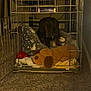 dog, crate, metal, bed, blanket, carpet, plush_toy, teddy_bear, indoor, animal, pet, resting, cozy, dim_lighting, furniture, comfort, sleeping_area, toy, cage, home