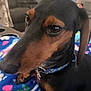 dog, dachshund, close_up, pet, collar, indoor, blanket, pattern, heart_shape, cloud_shape, living_room, couch, person, blurred_background, brown, black, fur, animal, resting, cute
