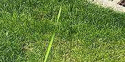 Ottis joined the competition — help win amazing prizes! dog, dachshund, leash, grass, sidewalk, curb, asphalt, outdoor, pet, walking, sunny, daylight, black_and_tan, canine, small_dog, collar, pavement, nature, animal, exploring