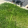 dog, dachshund, leash, grass, sidewalk, curb, asphalt, outdoor, pet, walking, sunny, daylight, black_and_tan, canine, small_dog, collar, pavement, nature, animal, exploring