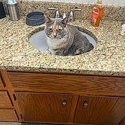 Sunnybell joined the competition — help win amazing prizes! bathroom, cat, cleaning_product, countertop, curious, domestic_animal, feline, fixture, floor_mat, gray_cat, household, indoor, orange_cat, pet, sink, soap_dispenser, tile_floor, water_faucet, white_cat, wooden_cabinet