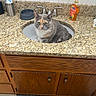cat, sink, bathroom, countertop, soap_dispenser, wooden_cabinet, pet, domestic_animal, curious, gray_cat, orange_cat, white_cat, indoor, feline, household, fixture, water_faucet, cleaning_product, floor_mat, tile_floor