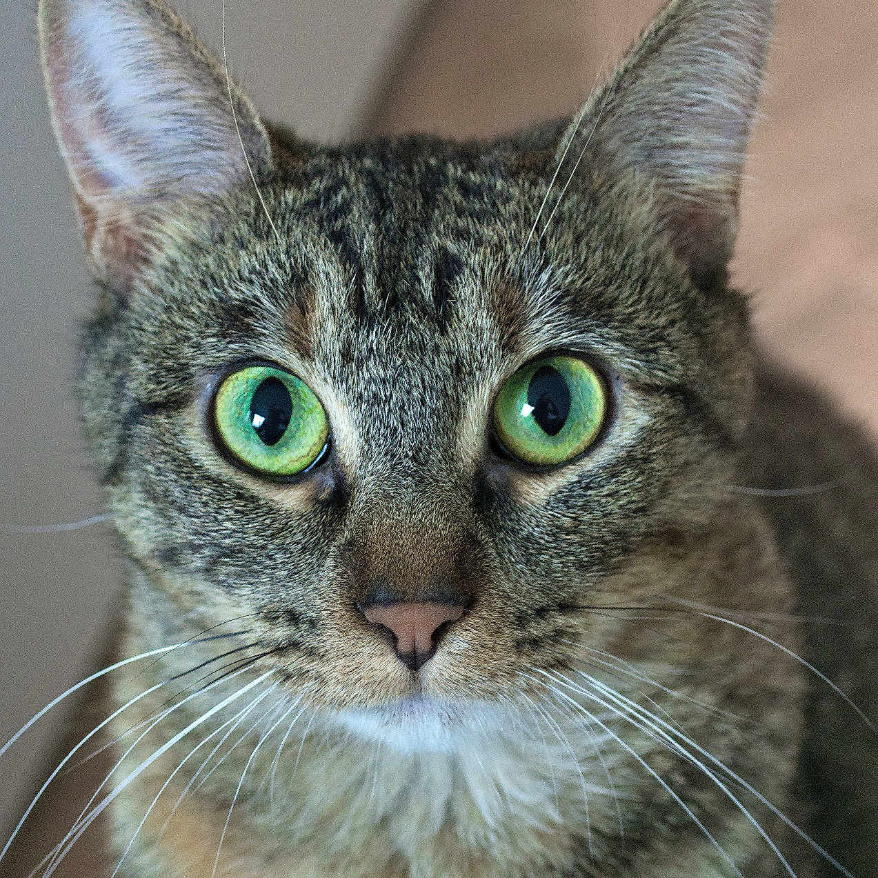 Muffin joined the competition — help win amazing prizes! abyssinian, animal, cat, kitten, manx, pet