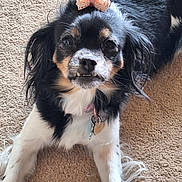 Princess is registered to the contest to win money with this photo: dog, small_dog, black_fur, white_fur, tan_fur, bow, carpet, pet, cute, lying_down, indoor, fur, animal, face, ears, collar, tag, tongue_out, expressive, adorable