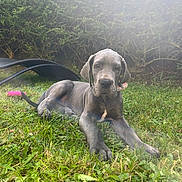 April participe au concours pour gagner de l'argent avec cette photo : animal, bush, canine, chair, collar, daylight, dog, garden, grass, great_dane, greenery, laying_down, mammal, nature, outdoor, pet, puppy, relaxed, sunlight, young