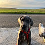 puppy, dog, gray_dog, red_harness, leash, concrete, road, grass, field, sea, sky, clouds, sneakers, footwear, outdoor, sunset, pet, animal, sitting, young_dog